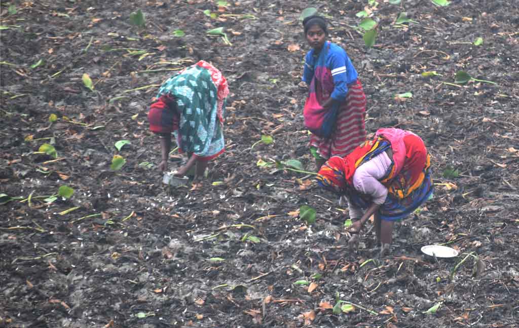 ভোর থেকেই পদ্মার চরে রসুন বুনতে ব্যস্ত কৃষাণীরা। পদ্মা নদীর চর, রাজশাহী, ১৩ ডিসেম্বর ২০২৪। ছবি: মিলন শেখ