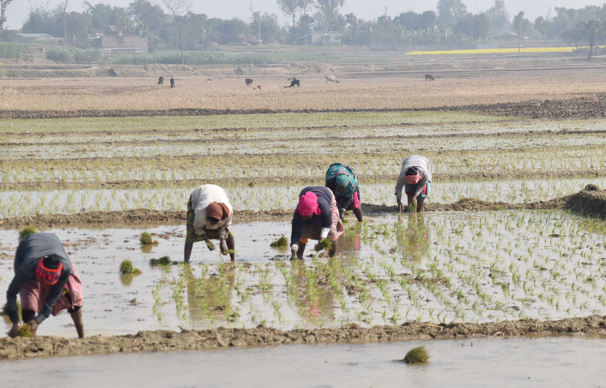 শীতের সকালে জমিতে জিরা জাতের ধানের চারা রোপণে ব্যস্ত কিষানিরা। গোদাগাড়ী উপজেলার রিশিকুল ইউনিয়নের বামলাইল গ্রামের একটি বিল থেকে তোলা। ছবি: মিলন শেখ