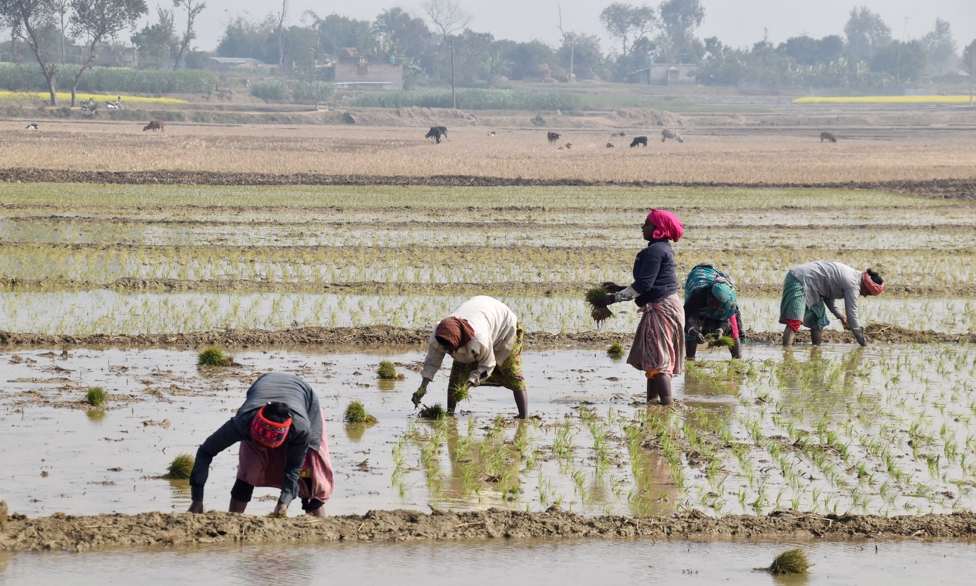 শীতের সকালে জমিতে জিরা জাতের ধানের চারা রোপণে ব্যস্ত কিষানিরা। গোদাগাড়ী উপজেলার রিশিকুল ইউনিয়নের বামলাইল গ্রামের একটি বিল থেকে তোলা। ছবি: মিলন শেখ