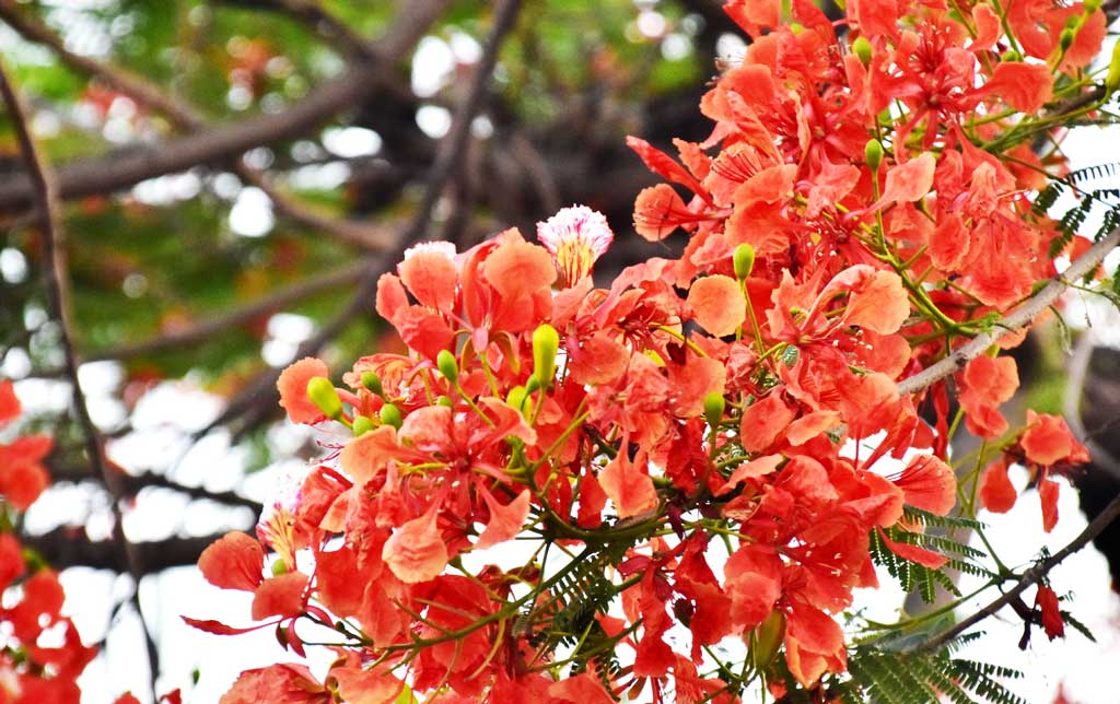 দিনের ছবি (৪ মে, ২০২৫)