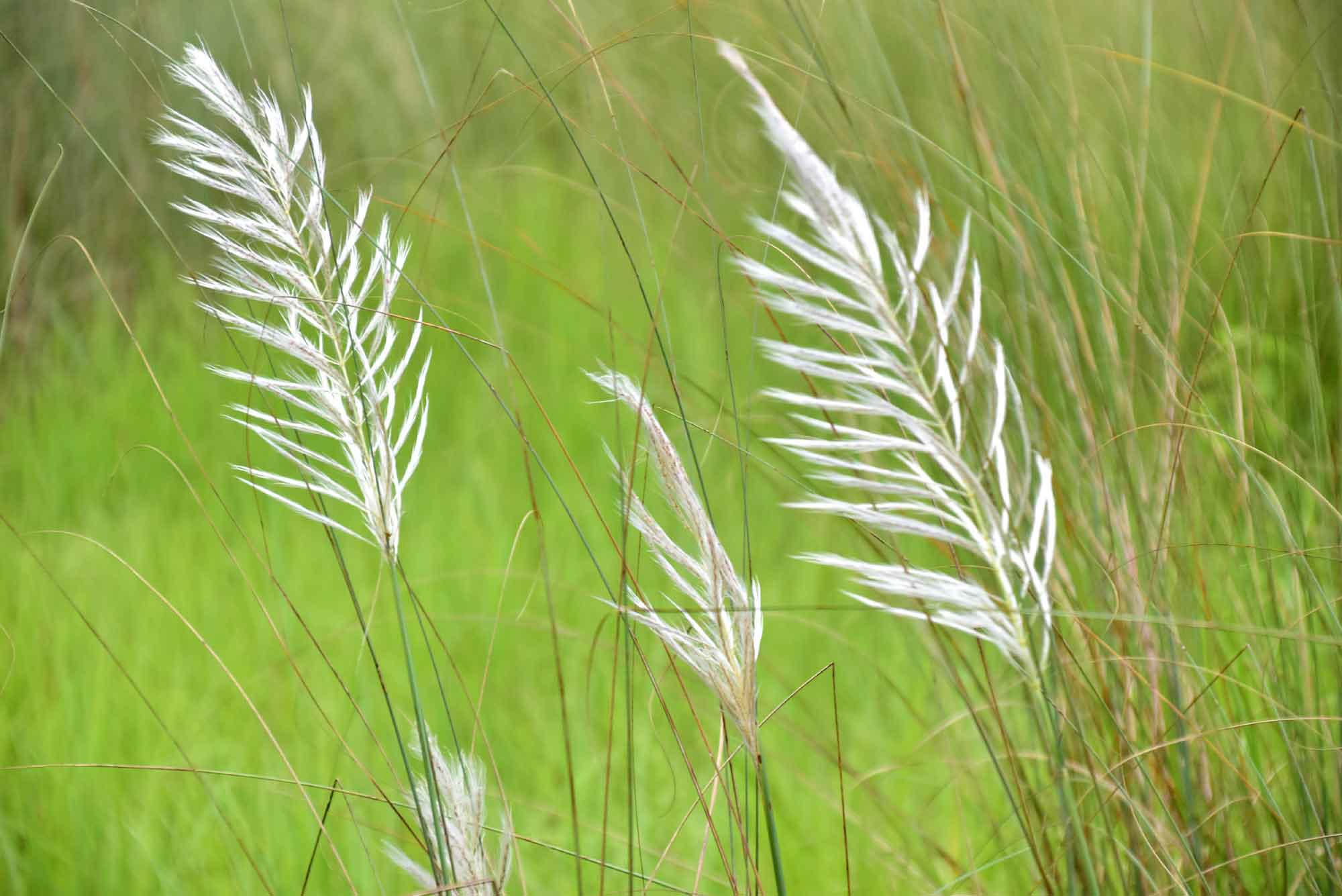 রাজশাহী বিশ্ববিদ্যালয় (রাবি) এলাকায় স্নিগ্ধতা ছড়াচ্ছে শুভ্র কাশফুল। ছবি: মিলন শেখ