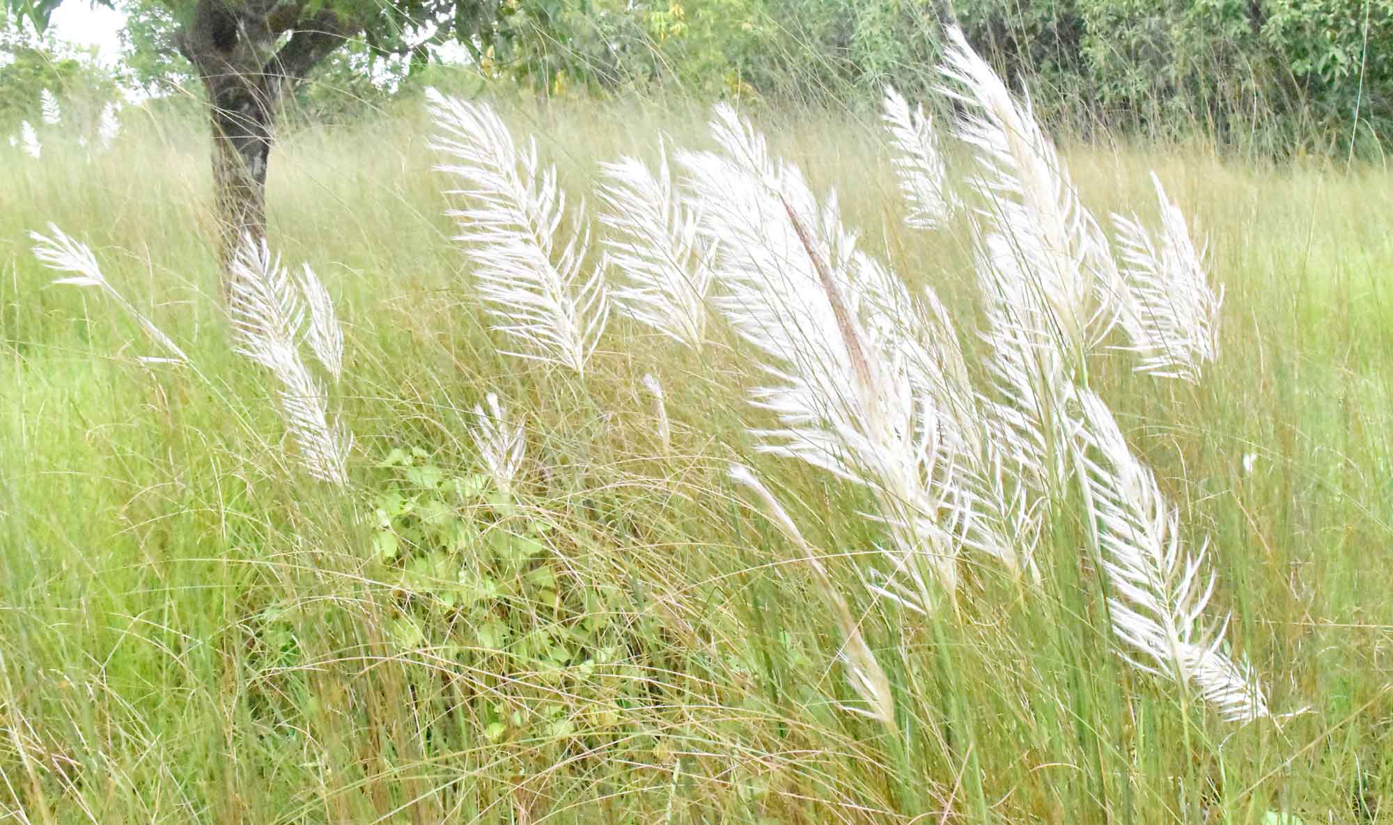 রাজশাহী বিশ্ববিদ্যালয় (রাবি) এলাকায় স্নিগ্ধতা ছড়াচ্ছে শুভ্র কাশফুল। ছবি: মিলন শেখ