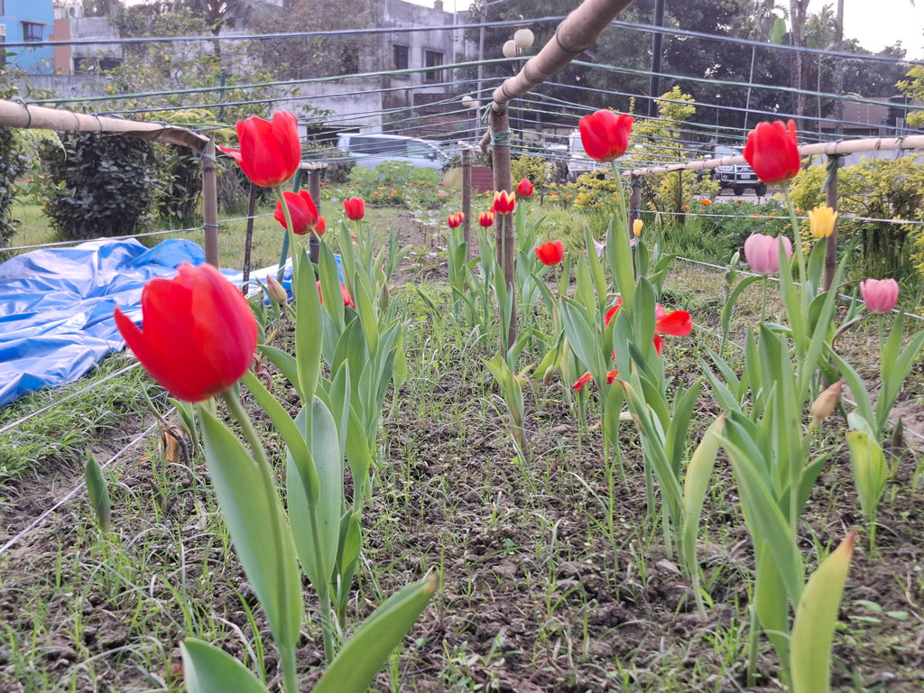 এবার কিশোরগঞ্জে টিউলিপের হাসি