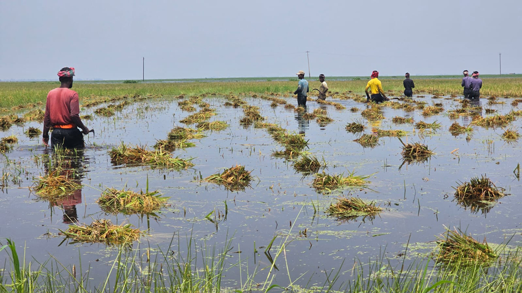 কিশোরগঞ্জে বৃষ্টি ও উজানের ঢলে ডুবল হাওরের ৮৪৫ হেক্টর জমির বোরো