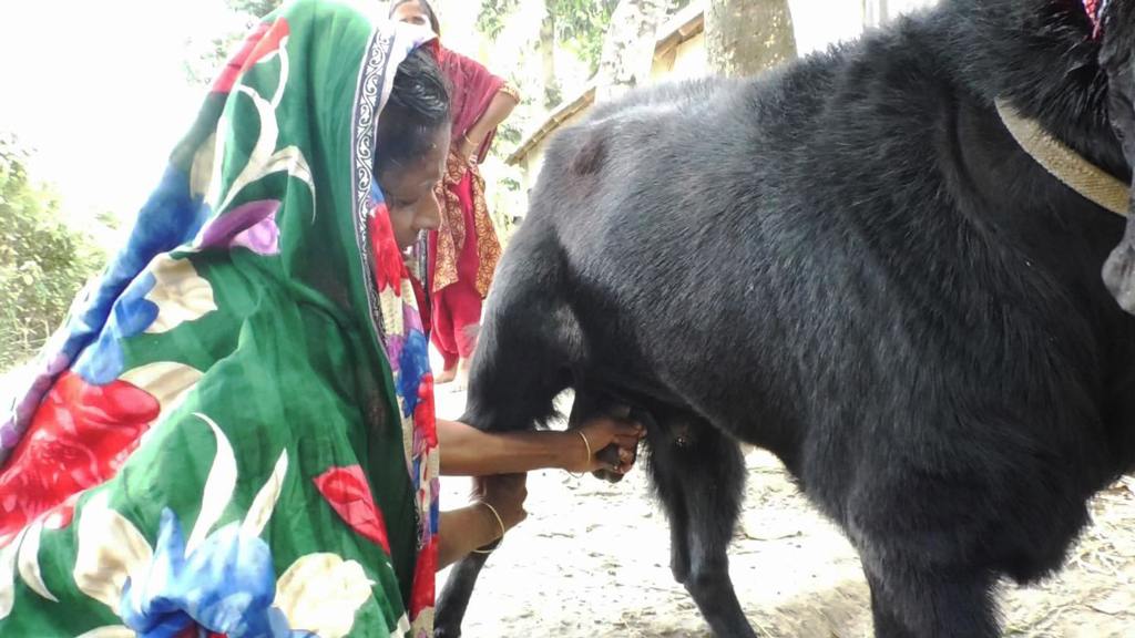 দুধ দিচ্ছে পাঁঠা