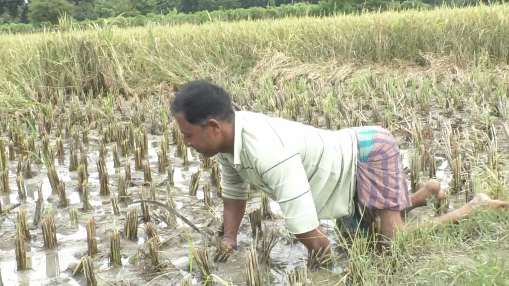 হামাগুড়ি দিয়ে জমিতে কাজ করেন ৪৫ বছর বয়সী সামেদুল ইসলাম। ছবি: আজকের পত্রিকা