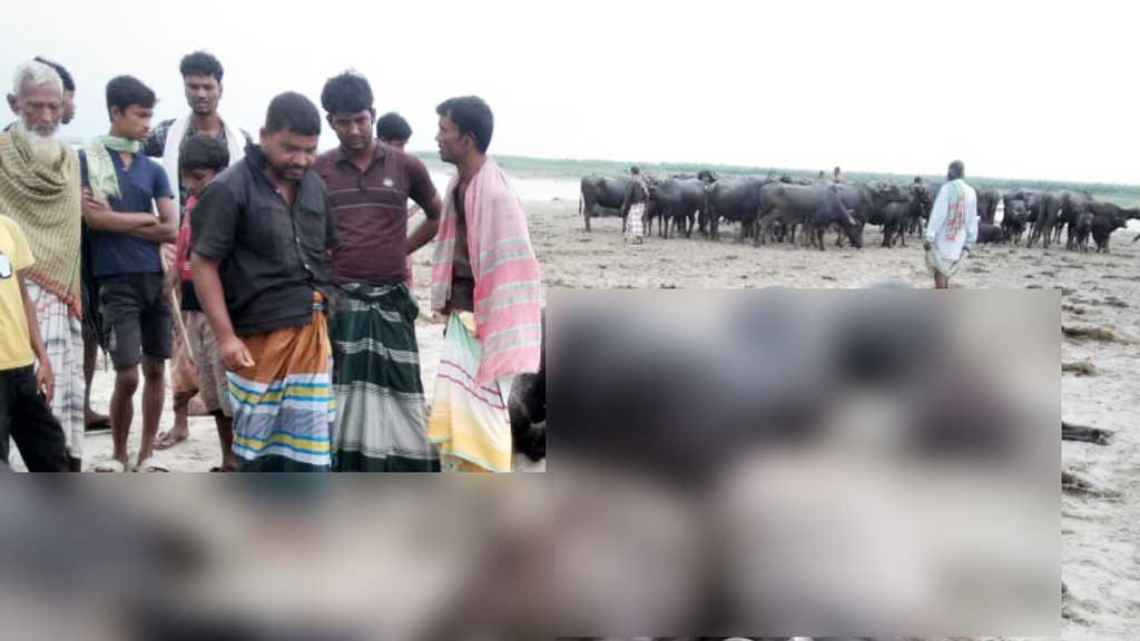 দৌলতপুরে বজ্রপাত ১১ মহিষের মৃত্যু, ভাসিয়ে দেওয়া হলো পদ্মায়