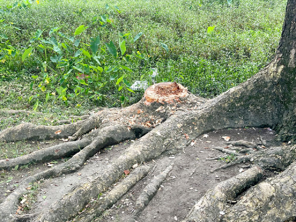 সরকারি স্কুলের গাছ কেটে বাড়ি নিলেন বিএনপি নেতা