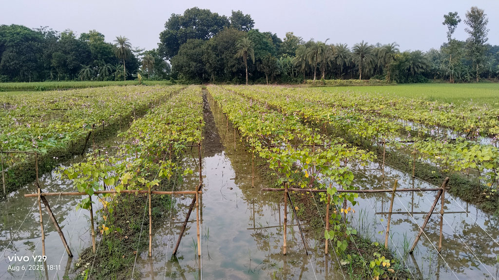 কোটচাঁদপুরে টানা বর্ষণে পানির নিচে অধিকাংশ আবাদি জমি