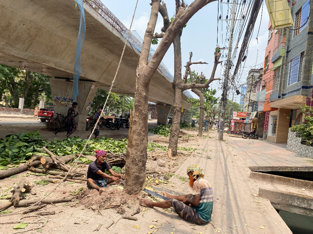 রাস্তার জন্য কাটা হলো কাঠবাদামের ৩০টি গাছ