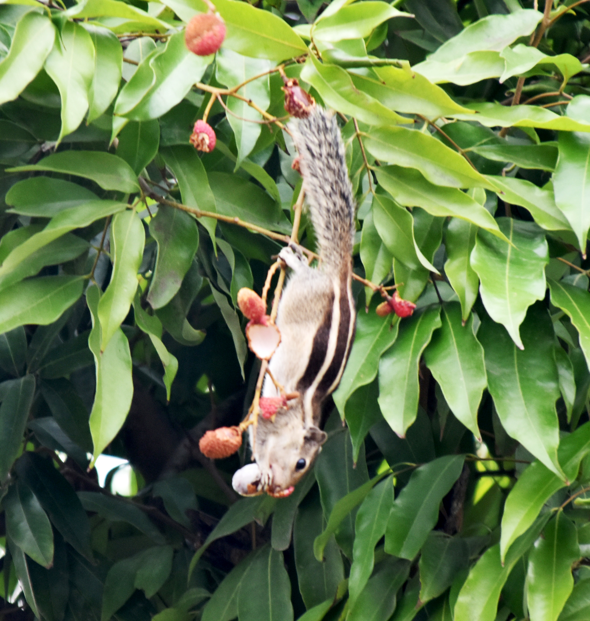 গাছের ডালে ঝুলে লিচু খাচ্ছে কাঠবিড়ালি। রাজশাহী বিশ্ববিদ্যালয় কবরস্থান জামে মসজিদের বাগান থেকে তোলা। ছবি: মিলন শেখ