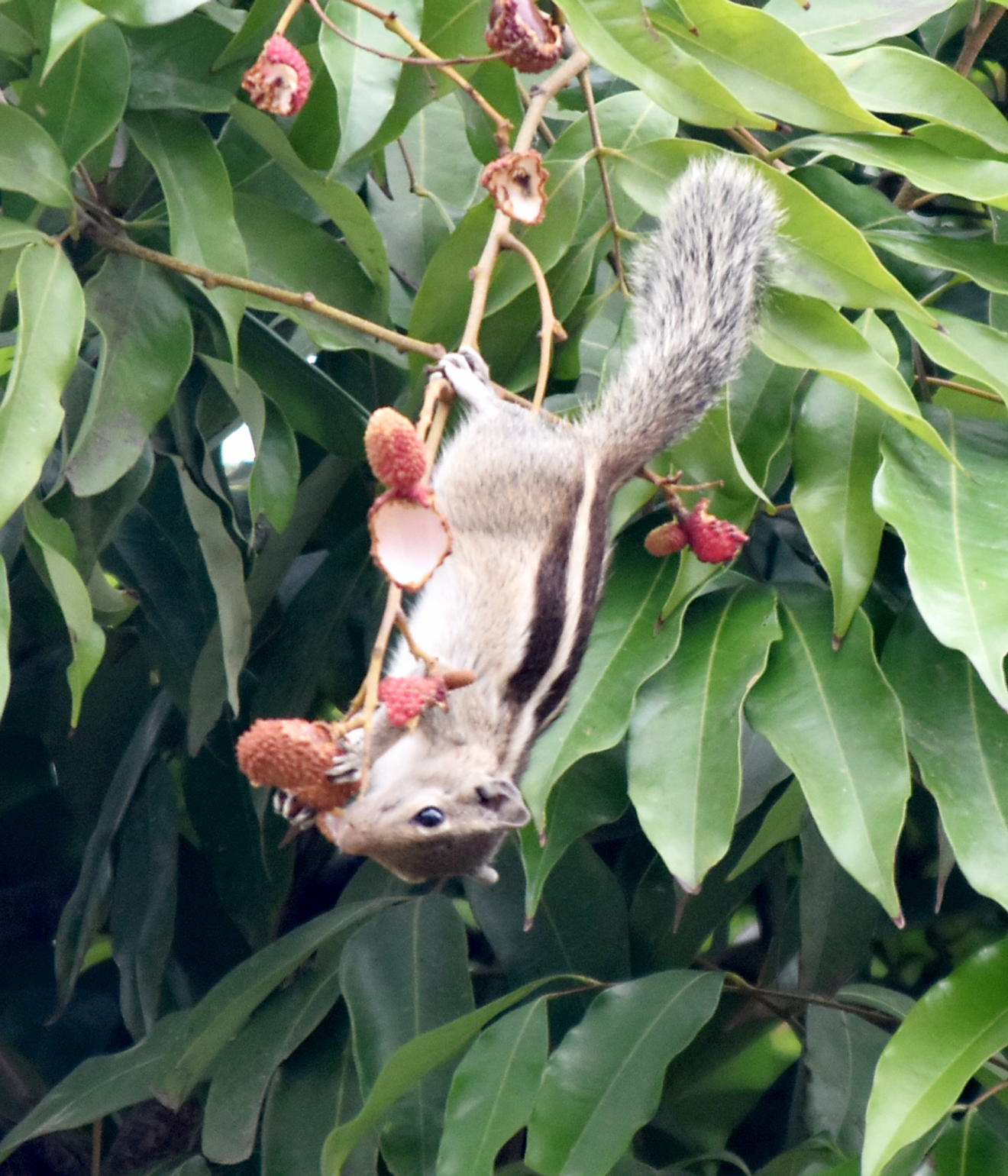 গাছের ডালে ঝুলে লিচু খাচ্ছে কাঠবিড়ালি। রাজশাহী বিশ্ববিদ্যালয় কবরস্থান জামে মসজিদের বাগান থেকে তোলা। ছবি: মিলন শেখ