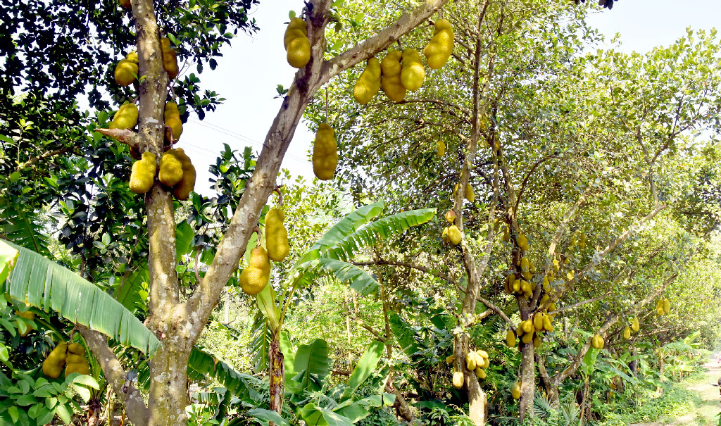 মধুমাসের ফল কাঁঠাল। গাছ ভরে ঝুলছে কাঁচা-পাকা কাঁঠাল। ছবিটি রাজশাহীর পবা উপজেলার বাড়িটা ইউনিয়নের বামন শিকড় এলাকা থেকে তোলা। ছবি: মিলন শেখ