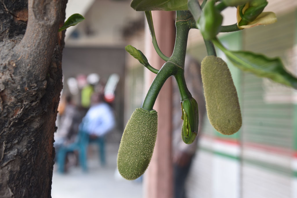 গাছে গাছে আসতে শুরু করেছে কাঁঠালের মুচি। অনেকে তেঁতুল দিয়ে এই মুচিভর্তা বানিয়ে খায়। রাজশাহীর গোদাগাড়ী উপজেলার মাটিকাটা গ্রামের থেকে তোলা।