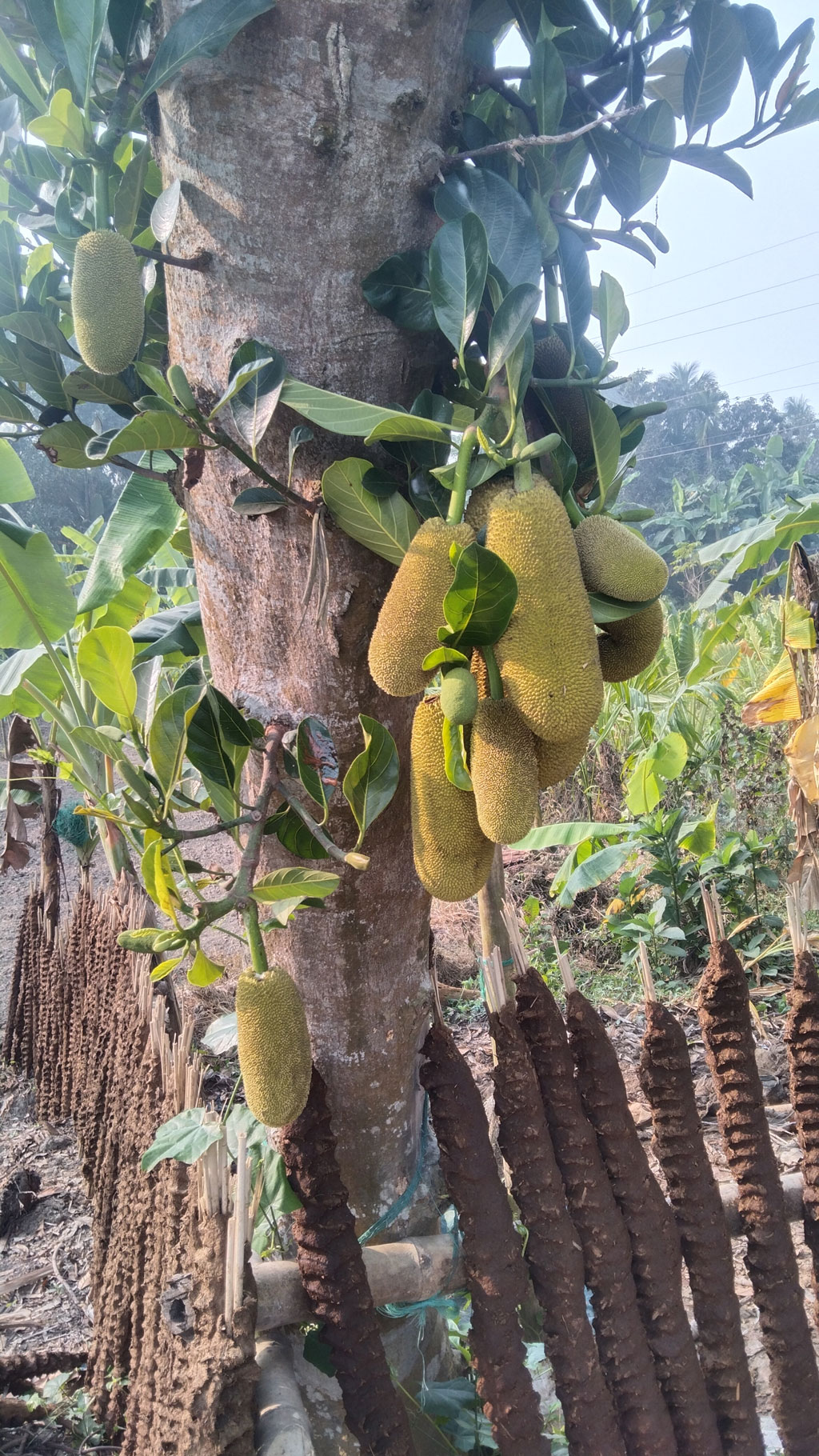 গাছে কাঁচা কাঁঠাল ও মুচি ধরেছে। আজ রোববার সাতক্ষীরার তালা উপজেলার যুগিপুকুরিয়া রাস্তার পাশ থেকে তোলা। ছবি: মুজিবুর রহমান