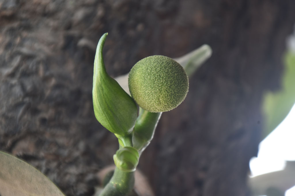 গাছে গাছে আসতে শুরু করেছে কাঁঠালের মুচি। অনেকে তেঁতুল দিয়ে এই মুচিভর্তা বানিয়ে খায়। রাজশাহীর গোদাগাড়ী উপজেলার মাটিকাটা গ্রামের থেকে তোলা।