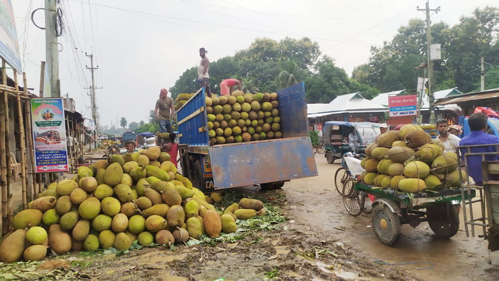 টাঙ্গাইলের মধুপুরে কাঁঠালের বাম্পার ফলন