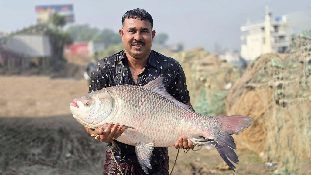 পদ্মার এই কাতল মাছটির দাম ১ লাখ ৮ হাজার টাকা