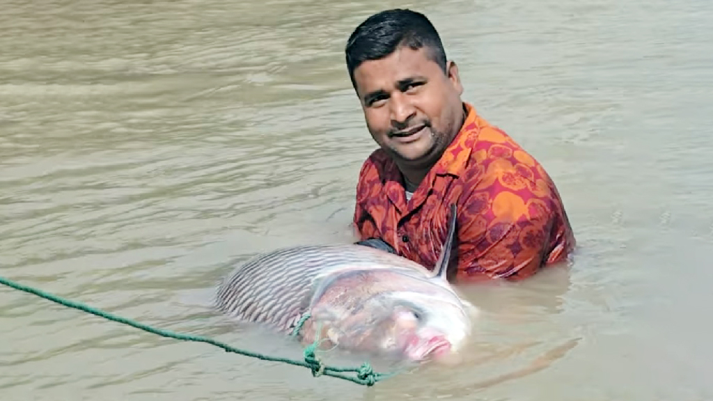 পদ্মায় ধরা পড়ল ২৪ কেজি ওজনের কাতল, বিক্রি হলো ৬৬ হাজার টাকায়