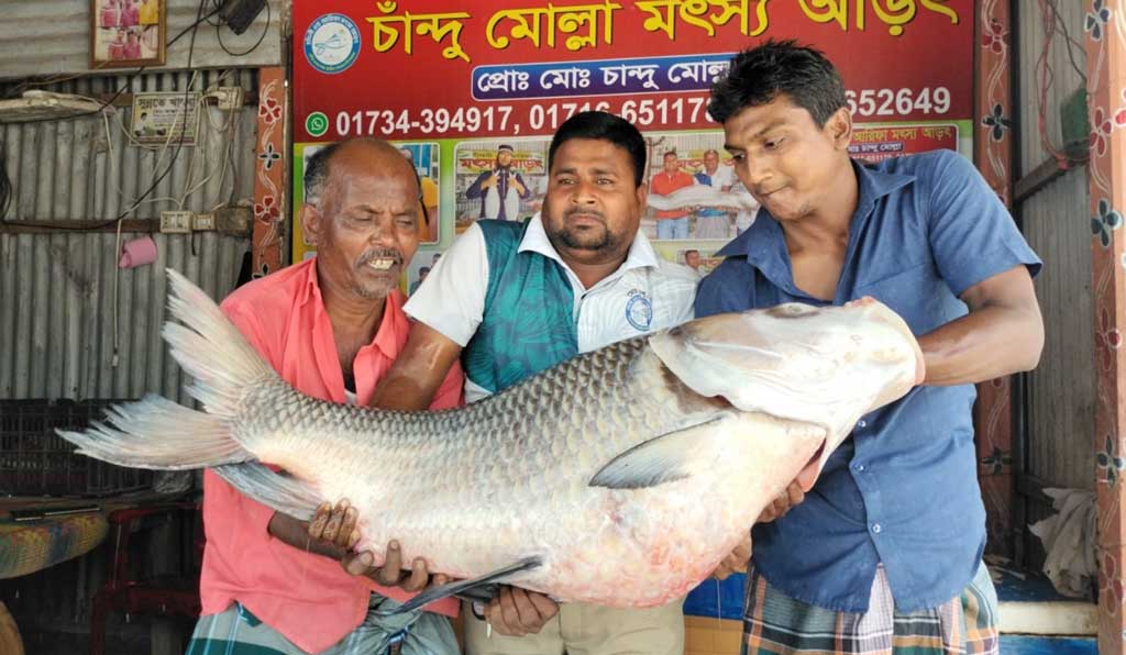 পদ্মায় জালে ধরা পড়া এক কাতল ৫২ হাজারে বিক্রি