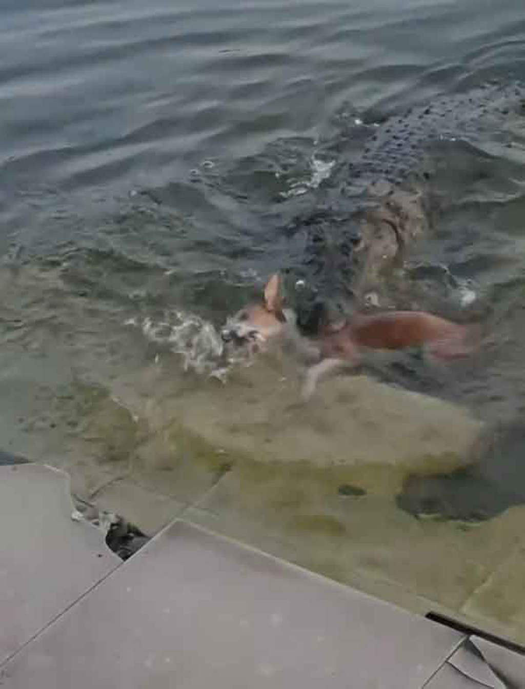 কুকুরটি জলাতঙ্কে আক্রান্ত ছিল, ইচ্ছে করে কুমিরের মুখে দেওয়া হয়নি: তদন্ত কমিটি