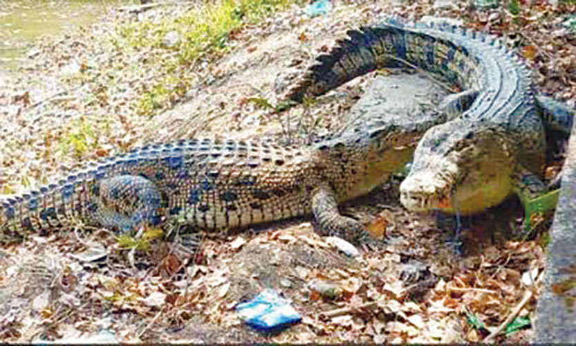 টেংরাগিরি কুমির প্রজনন কেন্দ্র: ১৩ বছরে বাঁচেনি একটি ছানাও