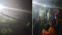 কুষ্টিয়ায় সড়কে গাছ ফেলে ডাকাতি, চার নারীর গয়না ছিনতাই