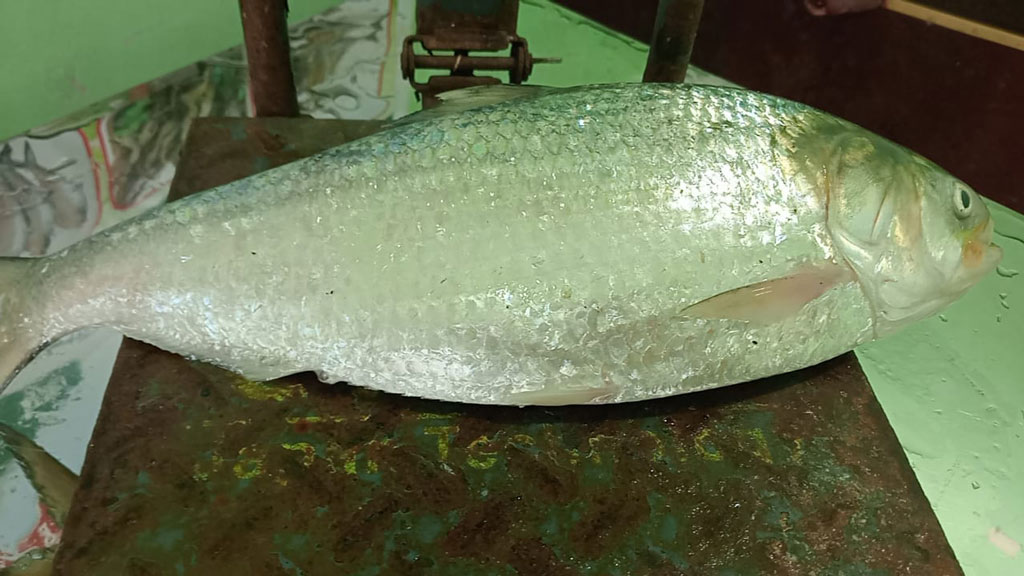 কুয়াকাটায় এক ইলিশ ৮ হাজার ৭৫০ টাকা, আসছে গাজীপুরে প্রবাসীর বাসায়