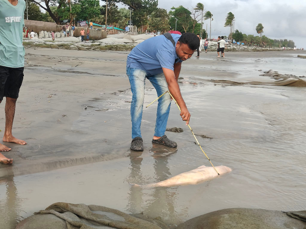 কুয়াকাটা সৈকতে আবারও ভেসে এসেছে মৃত ডলফিন