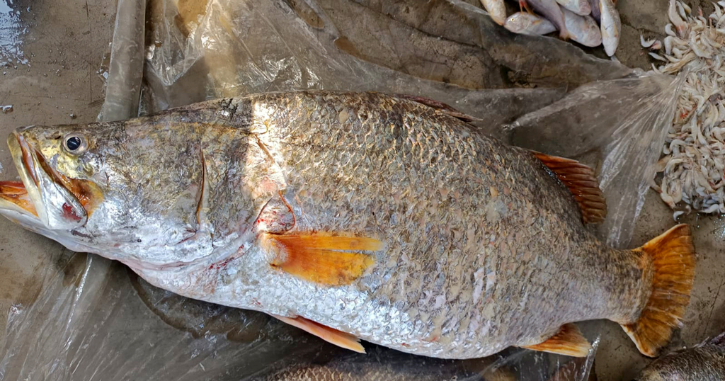 ২২ কেজি ৭০০ গ্রামের কোরাল মাছ বিক্রি ৩০ হাজার টাকায়