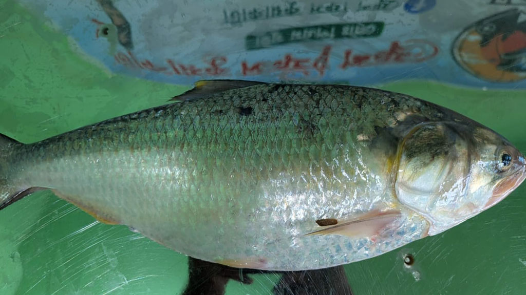 কুয়াকাটায় এক ইলিশ ৯ হাজার টাকায় বিক্রি। ছবি: আজকের পত্রিকা