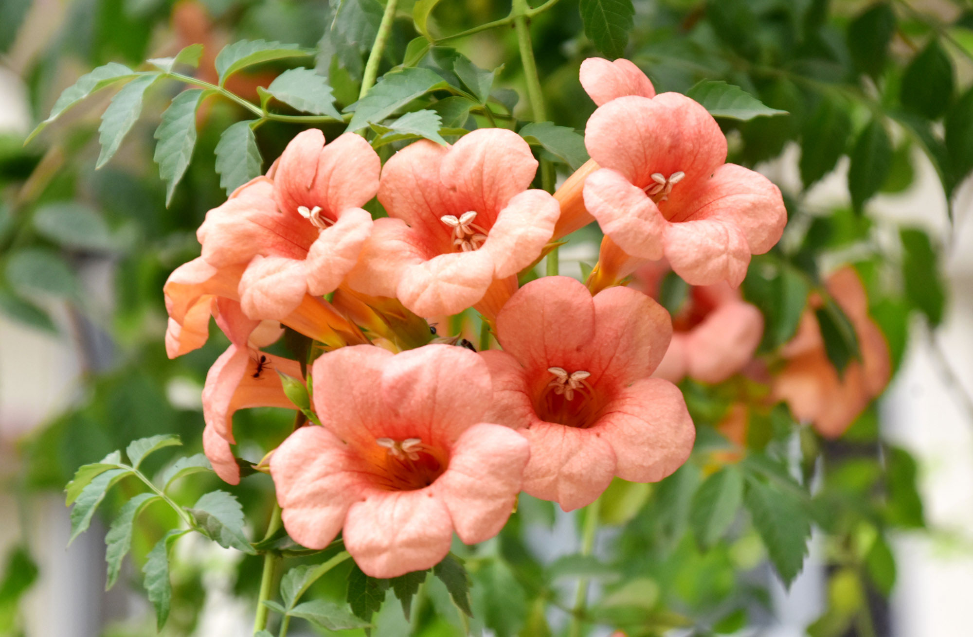 দিনের ছবি (১৬ মে,২০২৫)
