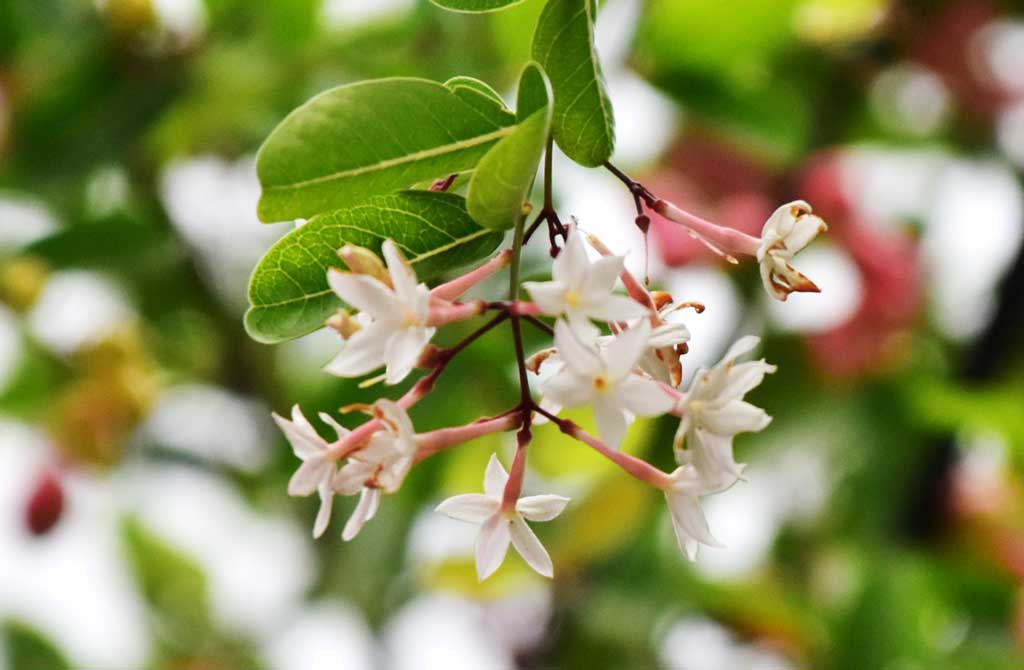 নগরীর রাজাহাতা এলাকা থেকে তোলা ক্যারিসা ক্যারান্দাস—একটি খরা সহনশীল ফুলগাছ, যার কালো বেরি ফল ভারতীয় আচার ও মসলায় ব্যবহৃত হয়। স্বাদে মিষ্টি বা টক এই ফল পরিচিত করোন্ডা, করান্ডা বা খ্রিষ্টের কাঁটা নামেও। ছবি: মিলন শেখ