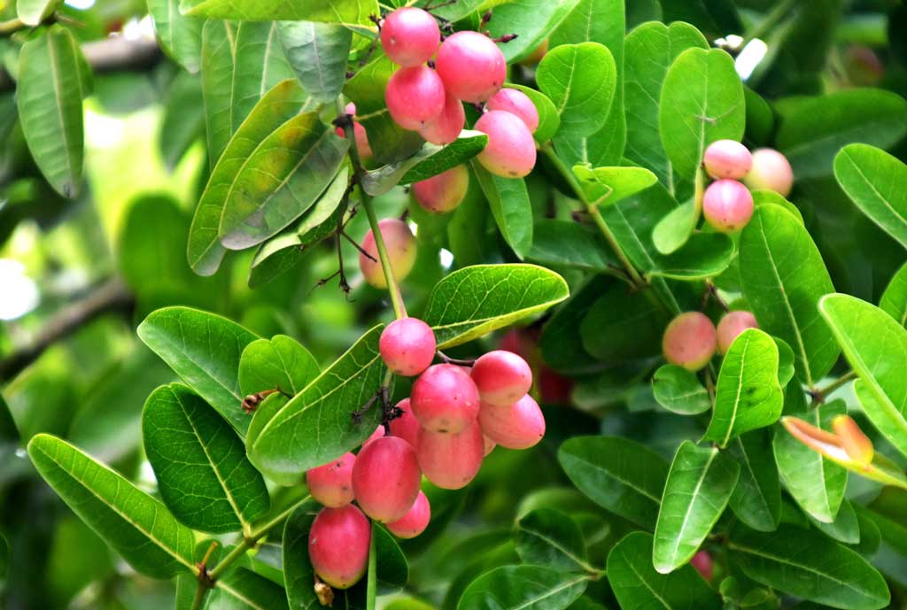 দিনের ছবি (১৯ মে,২০২৫)