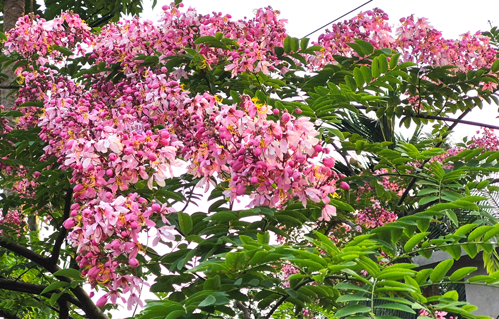 লাল সোনাইলে আলো হয়ে আছে পাহাড়