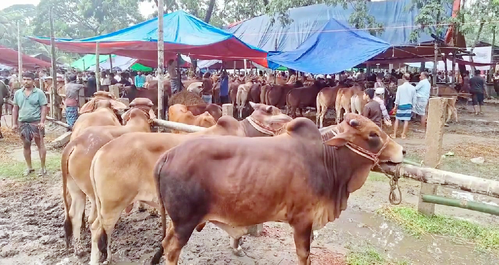 লক্ষ্মীপুরে শেষ মুহূর্তে জমে উঠেছে পশুর হাট, বড় গরু নিয়ে বিপাকে ব্যাপারীরা