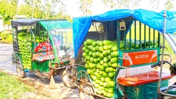 ৪টি লাউ বিক্রি ১ টাকায়!