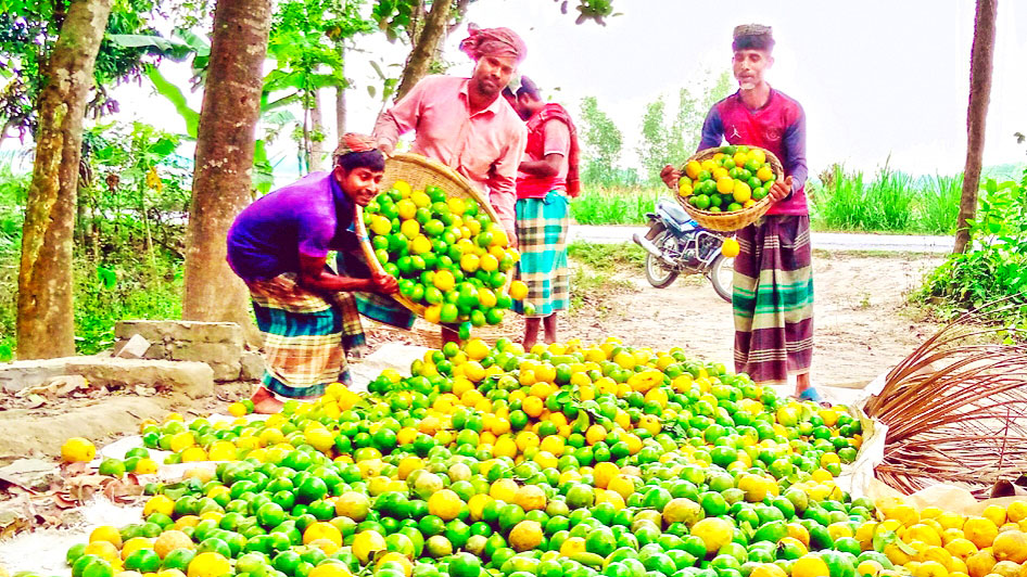 মানিকগঞ্জের ঘিওর: চড়া মূল্যেও বঞ্চিত চাষি