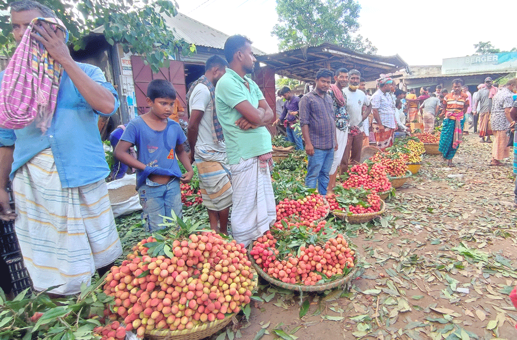 ছবিতে লিচুর গল্প