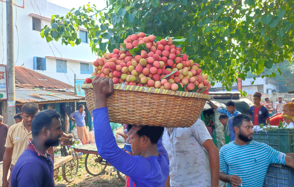 কেনার পর লিচুর ডালি মাথায় করে আড়তে নিয়ে যান পাইকারদের শ্রমিকেরা। ঈশ্বরদী উপজেলার আওতাপাড়া হাটে।