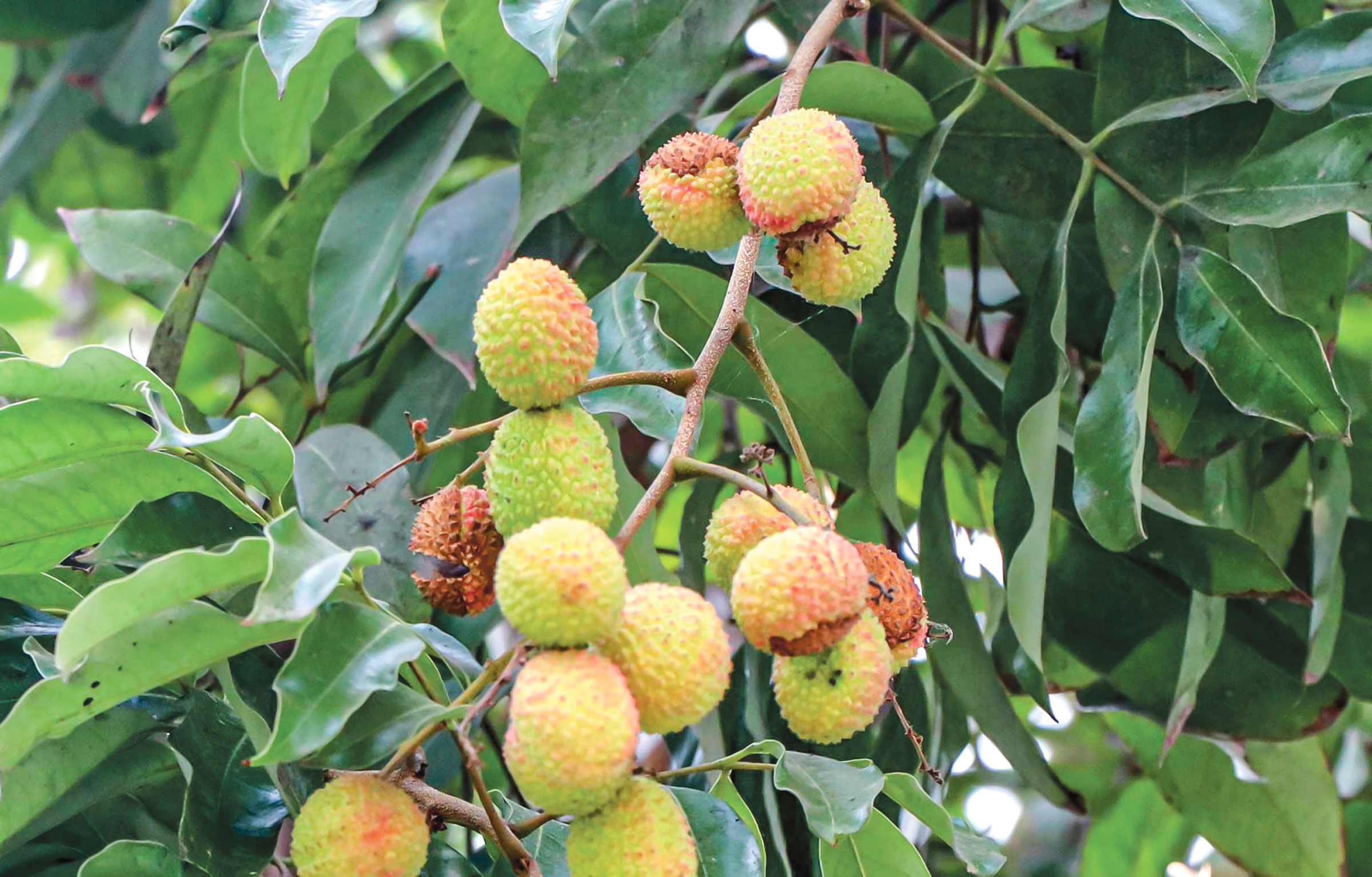 তীব্র দাবদাহের মধ্যে বৃষ্টি পাকার আগে ফাটছে লিচু