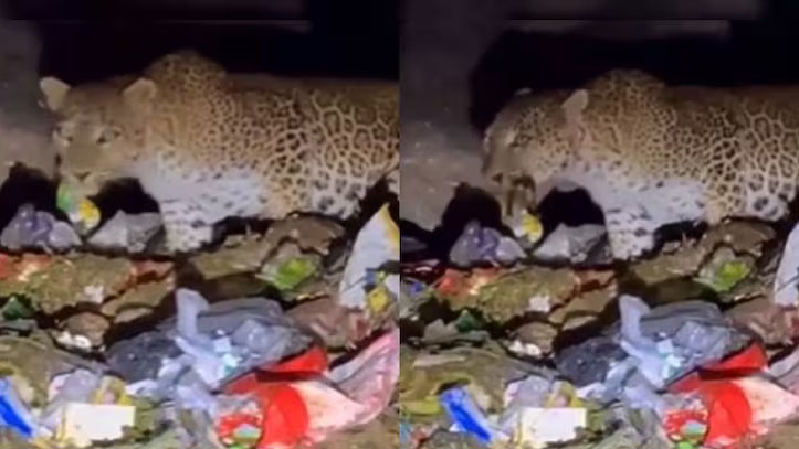 খাবারের সন্ধানে আবর্জনার স্তূপে চিতা, ভিডিও ভাইরাল