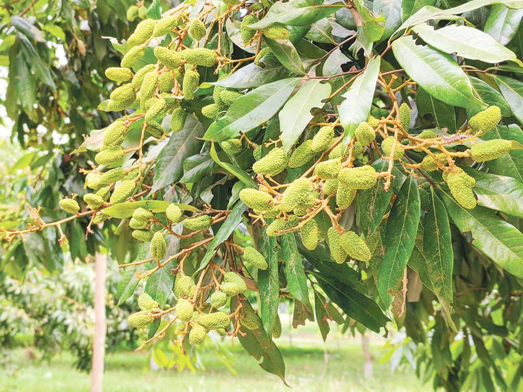 ইসলামী বিশ্ববিদ্যালয়: প্রকৃতিকে নিয়ে শালিকের নীরব প্রতিবাদ