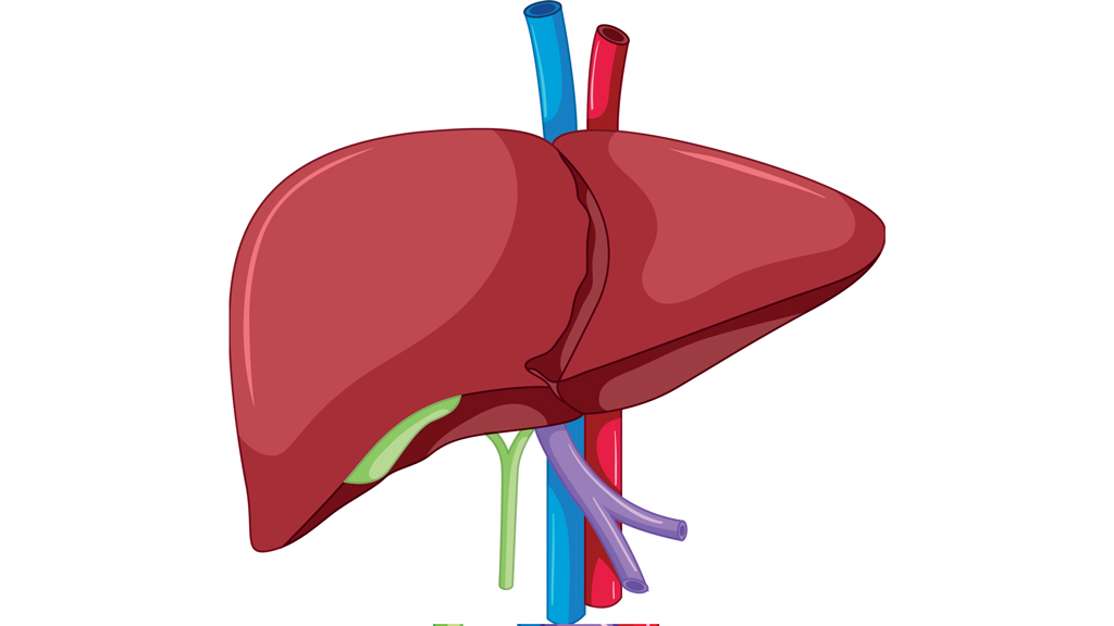 লিভার সুস্থ রাখতে ঝুঁকিপূর্ণ অভ্যাস বাদ দিন