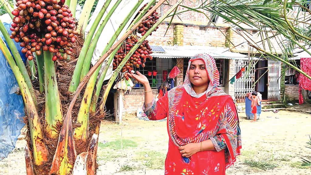 বাড়ির আঙিনায় সৌদি খেজুর