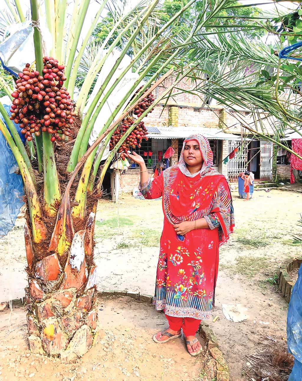 লিজা ও তাঁর সৌদি খেজুরগাছ। ছবি: আজকের পত্রিকা