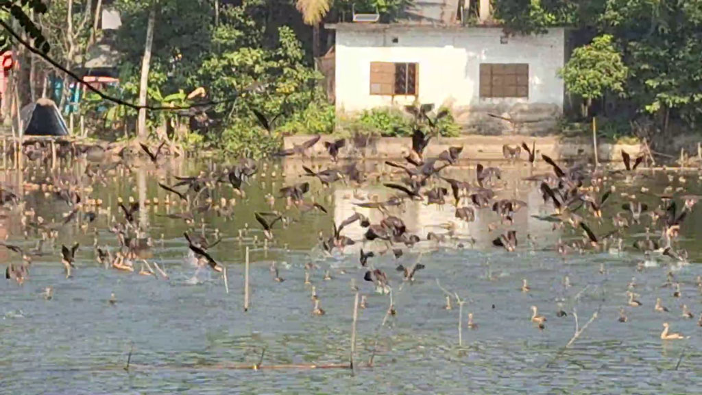 লক্ষ্মীপুরের জনেশ্বরদিঘিতে পরিযায়ী পাখির বিচরণ