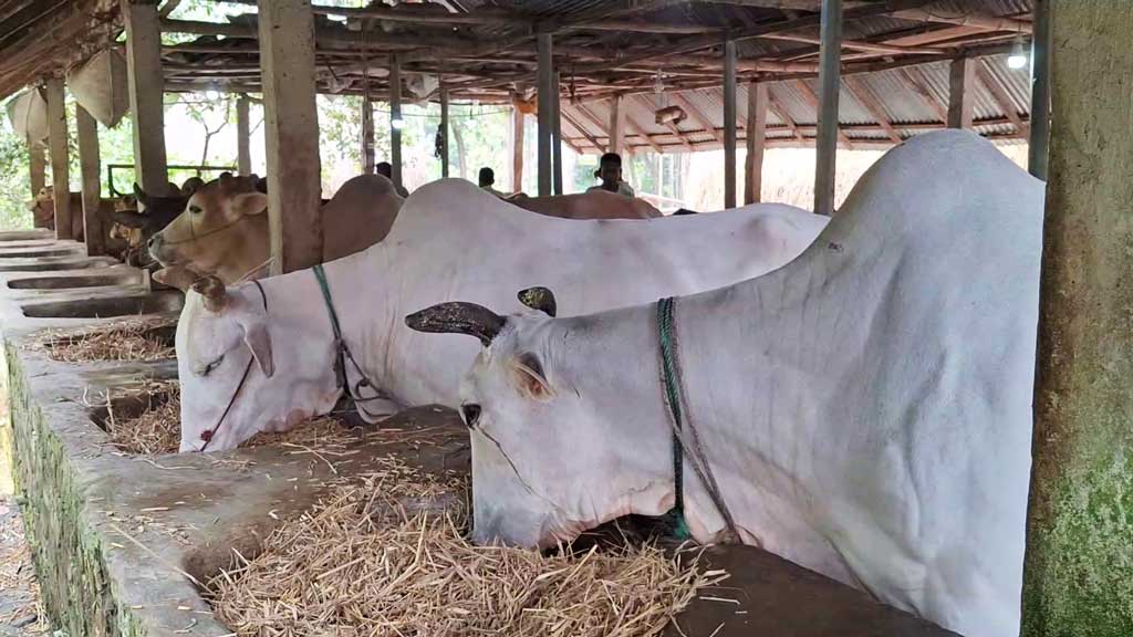 লক্ষ্মীপুরে কোরবানির পশু পরিচর্যায় ব্যস্ত খামারিরা