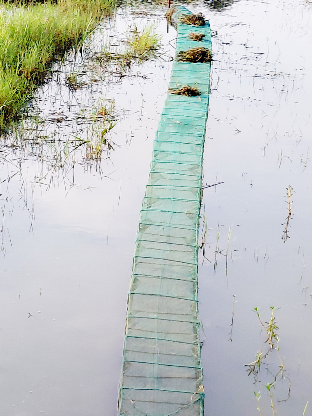 ছড়িয়ে পড়েছে ‘চায়না দুয়ারি’ জাল, হুমকিতে জলজ জীববৈচিত্র্য