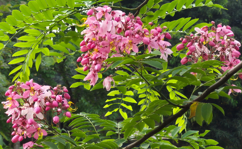 লাল সোনাইল ফুলের গোলাপি ও গাঢ় লাল রং নজর কাড়ছে সবার। ঠিক যেন চোখের শান্তি। ফুলে ফুলে ছেয়ে আছে গাছ। পথচারীদের মন ভরে যাচ্ছে গাছগুলো দেখে। ছবিটি খাগড়াছড়ি সদরের ঠাকুরছড়া এলাকা থেকে তোলা। ছবি: বিটন চৌধুরী।